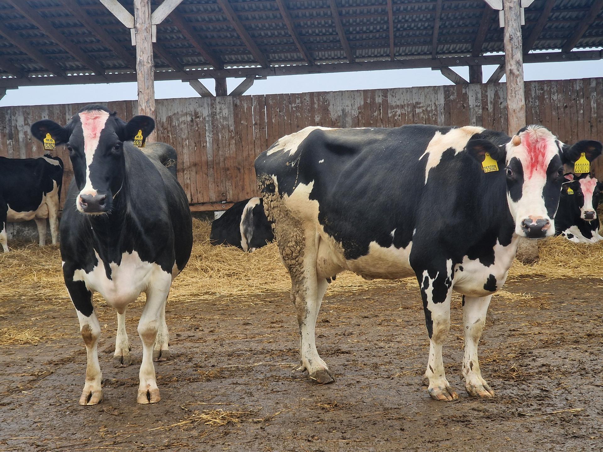 Фото: REGIONS/Ольга Шаронова