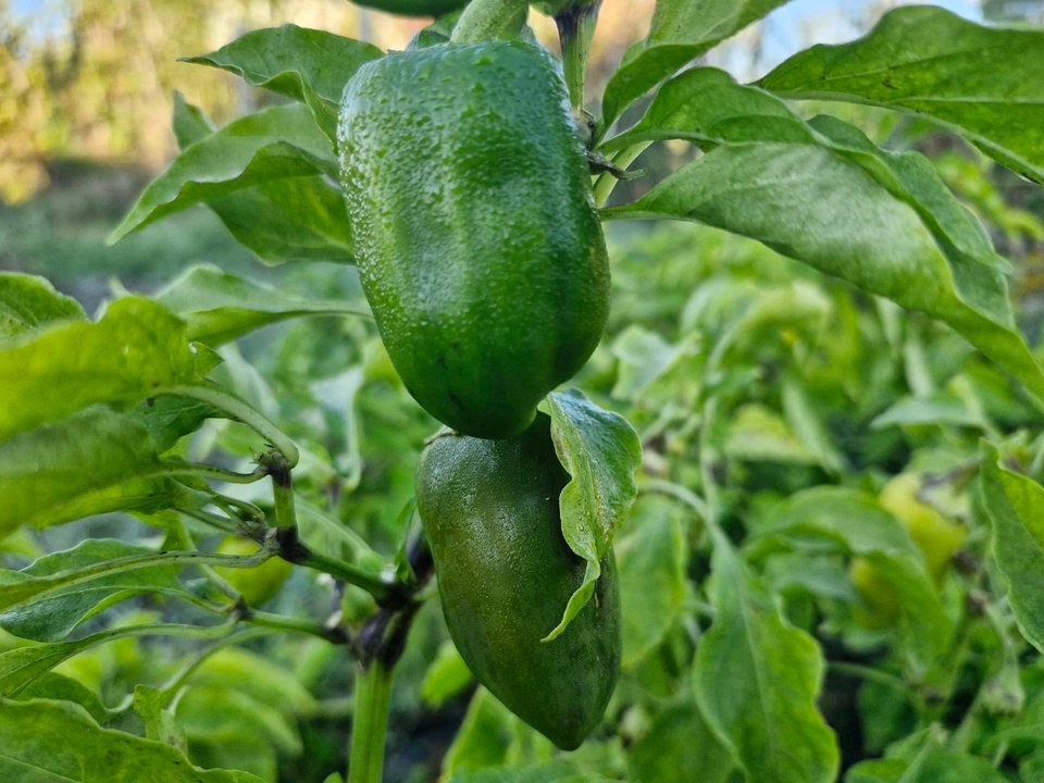 Фото: REGIONS/Наталия Надточая 