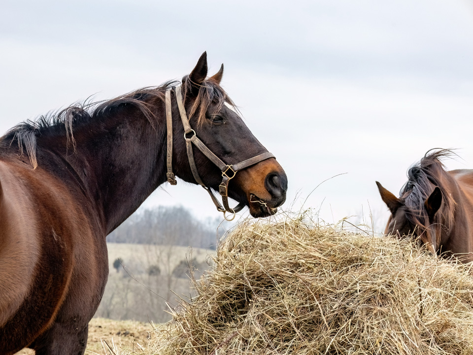 Фото: istockphoto.com/mvburling 