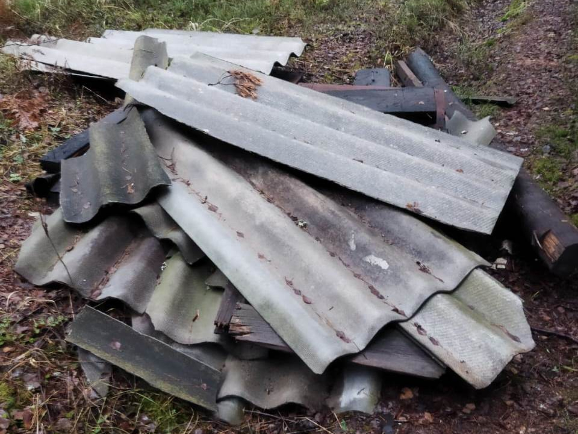 Фото: ГКУ МО «Мособллес»