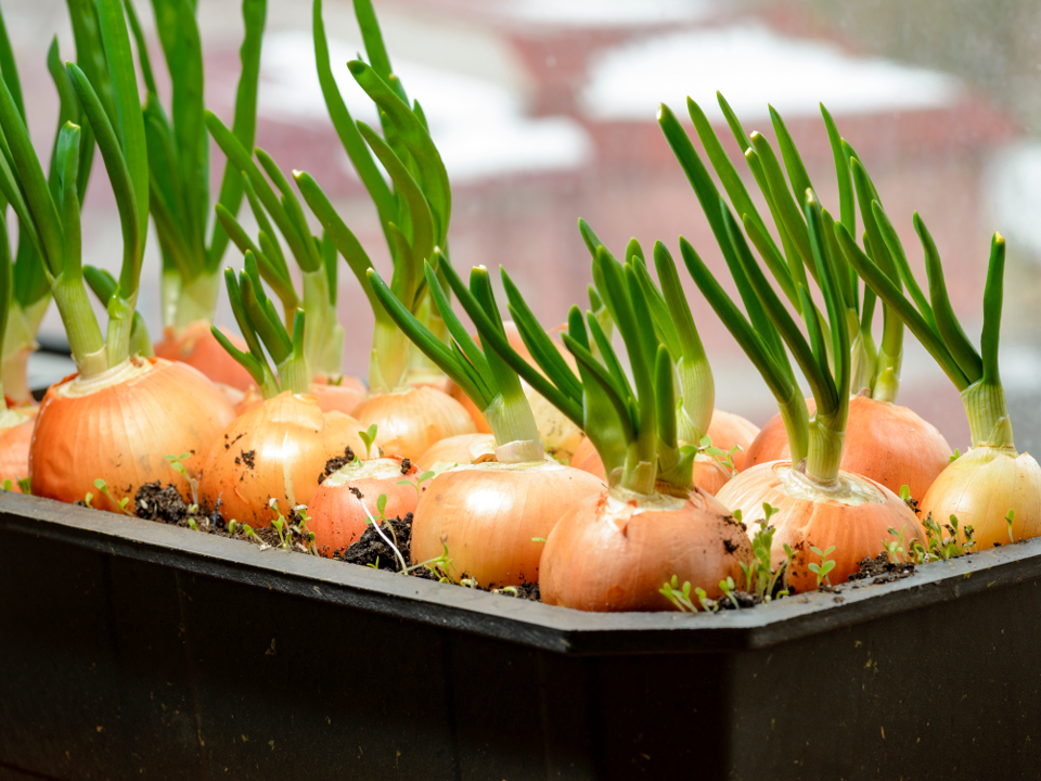 Фото: istockphoto.com/IgorChus