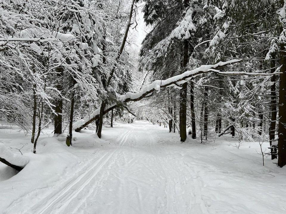 Фото: Комитет лесного хозяйства Московской области