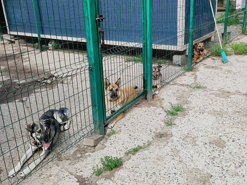 Собаки приюта «Ч-хвостики». Фото: личный архив Виктории Персиковой