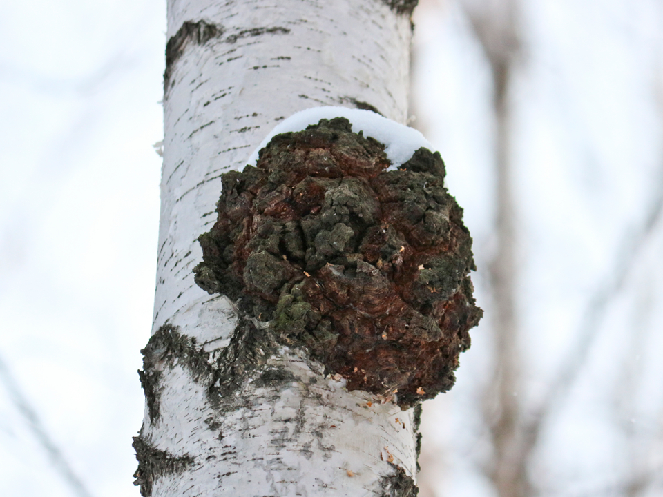 Фото: istockphoto.com/Svetlana Sarapultseva