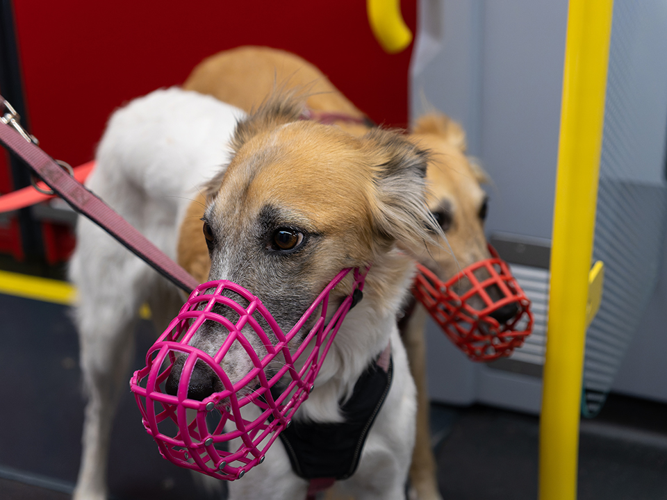 Фото: istockphoto.com/Giorez