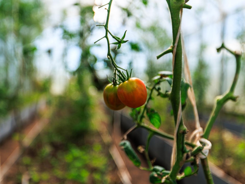 Фото: медиасток.рф