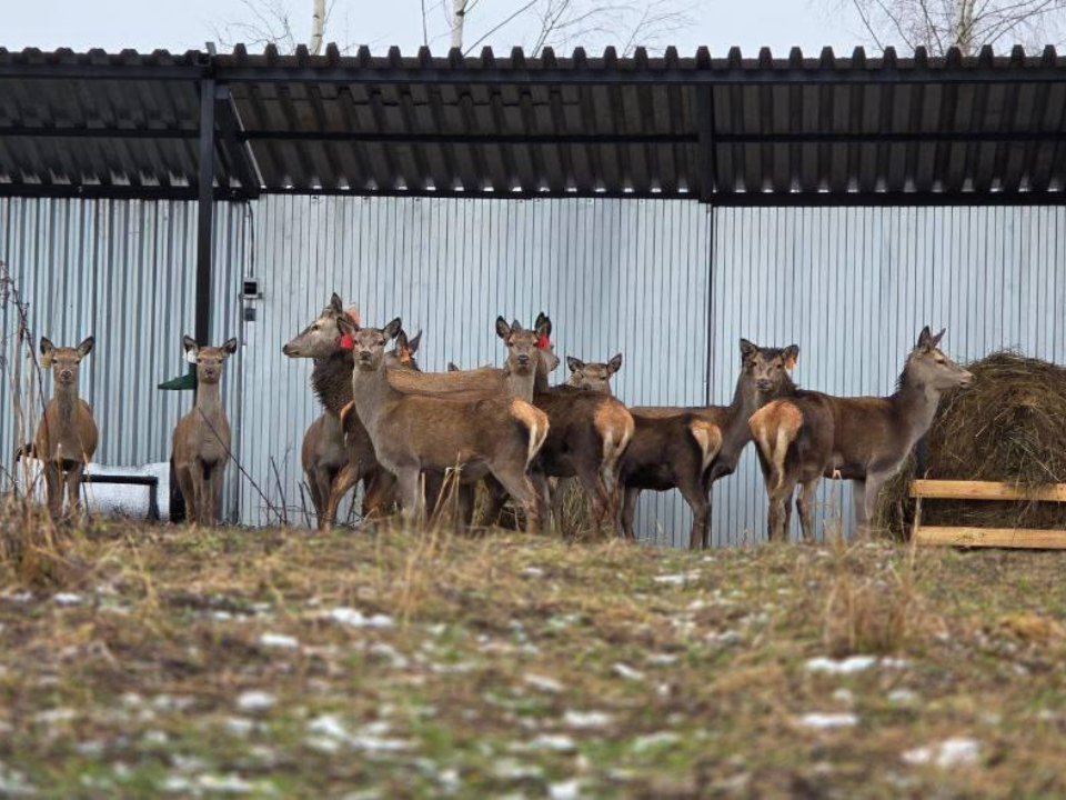 Фото: Министерство сельского хозяйства и продовольствия МО