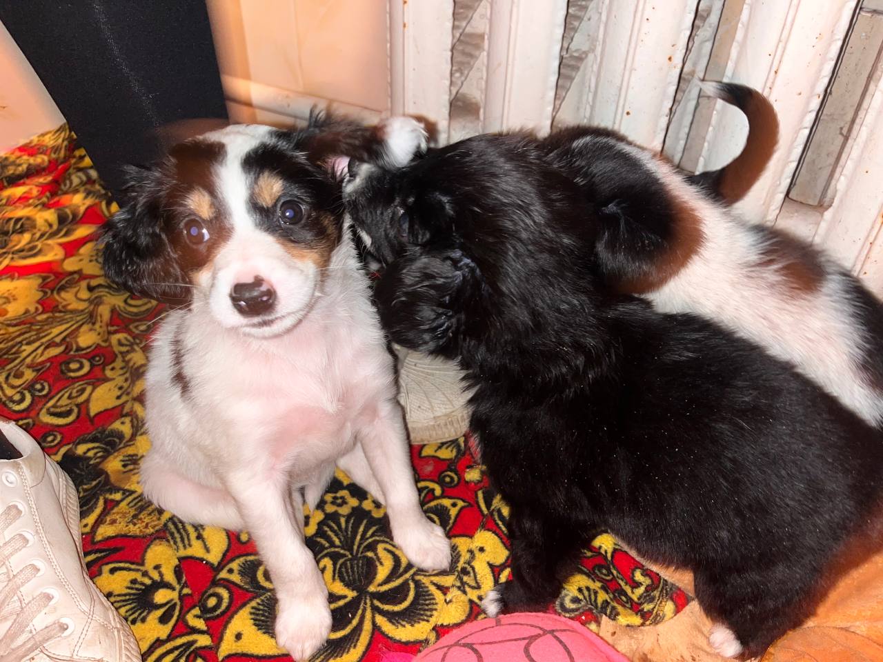 Фото: МедиаБанк Помосковья/Ангелина Стельмух