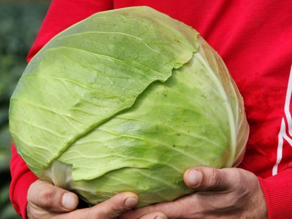 Фото: МедиаБанк Подмосковья/Анна Шолохова