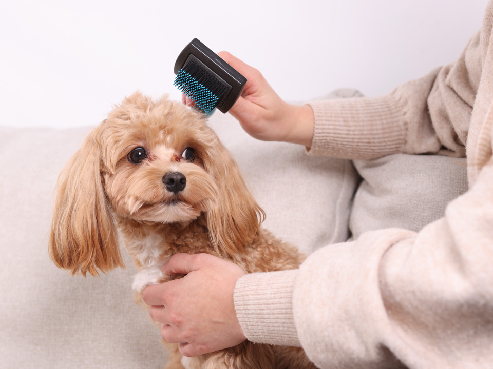 Фото: istockphoto.com/Olga Yastremska 