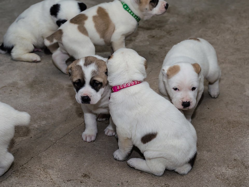Фото: istockphoto.com/Mikhail Dmitriev