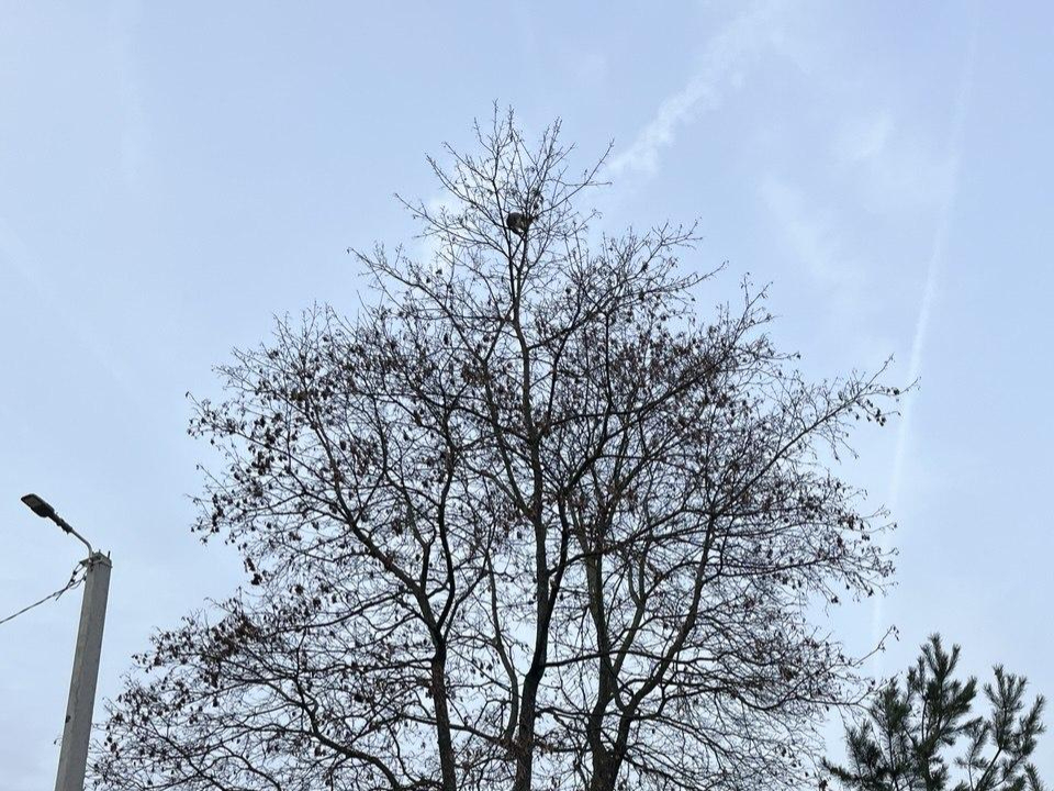 Фото: Мособлпожспас