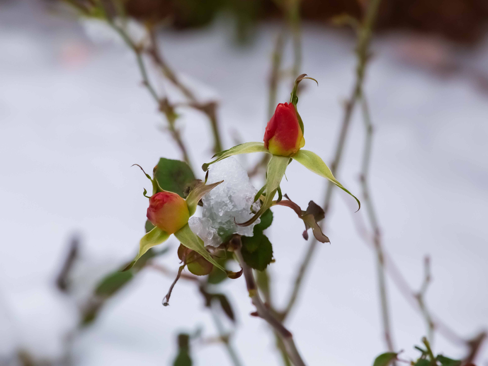 Фото: istockphoto.com/Olga Babchenko
