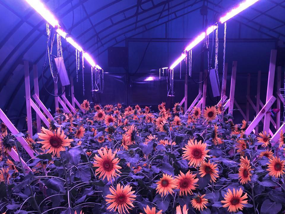 Фото: Компания «Щелково Агрохим»