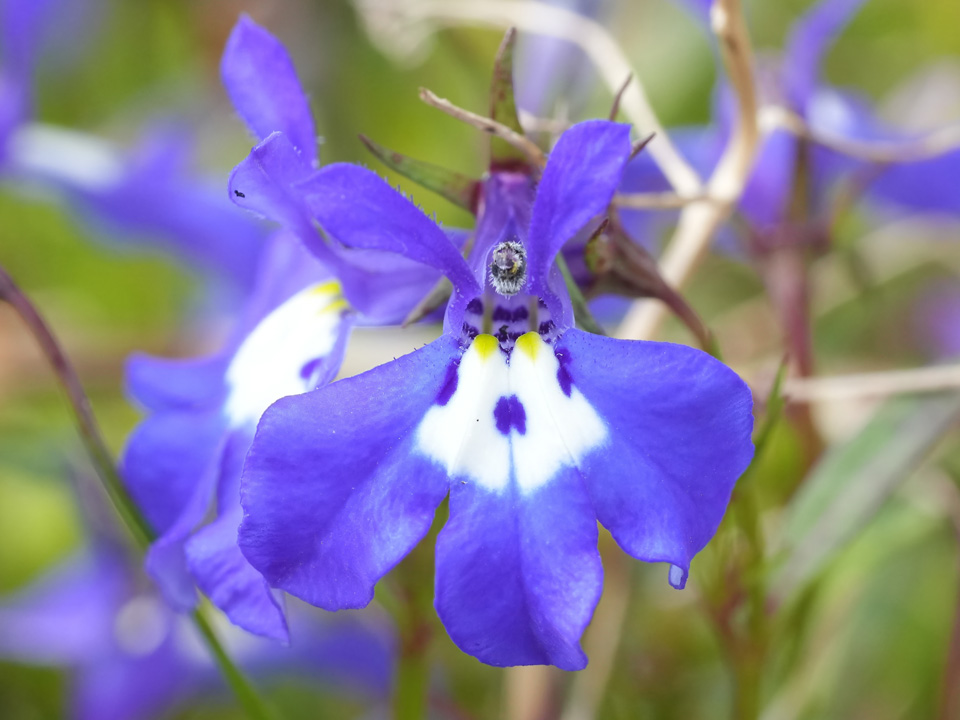 Фото: istockphoto.com/Henk Wallays 