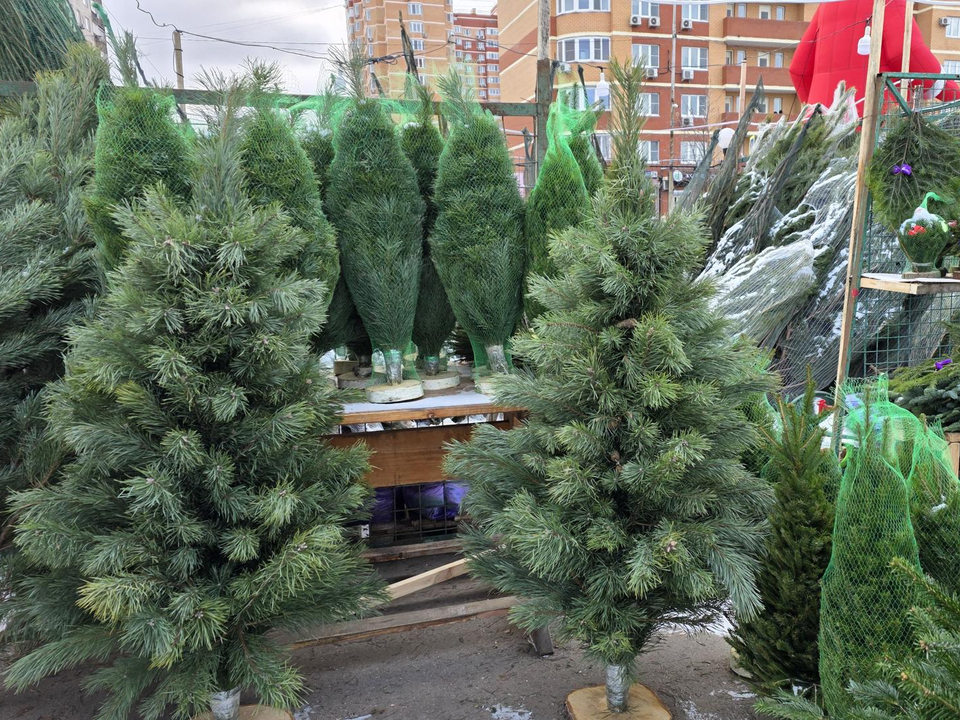 Фото: МедиаБанк Подмосковья/Мария Юдина