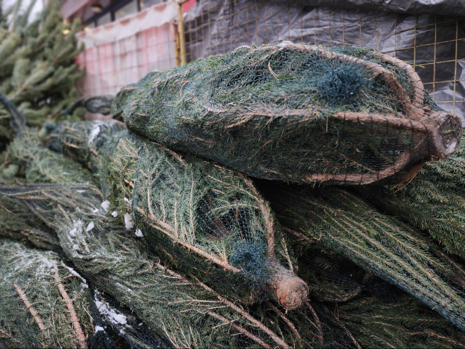 Фото: МедиаБанк Подмосковья/Екатерина Данилина