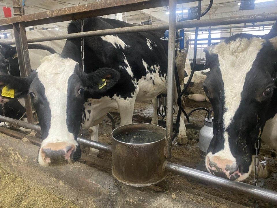 Фото: МедиаБанк Подмосковья/Анастасия Сараева