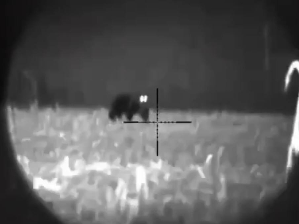 Медведь снятый с помощью прибора ночного видения. Фото: REGIONS