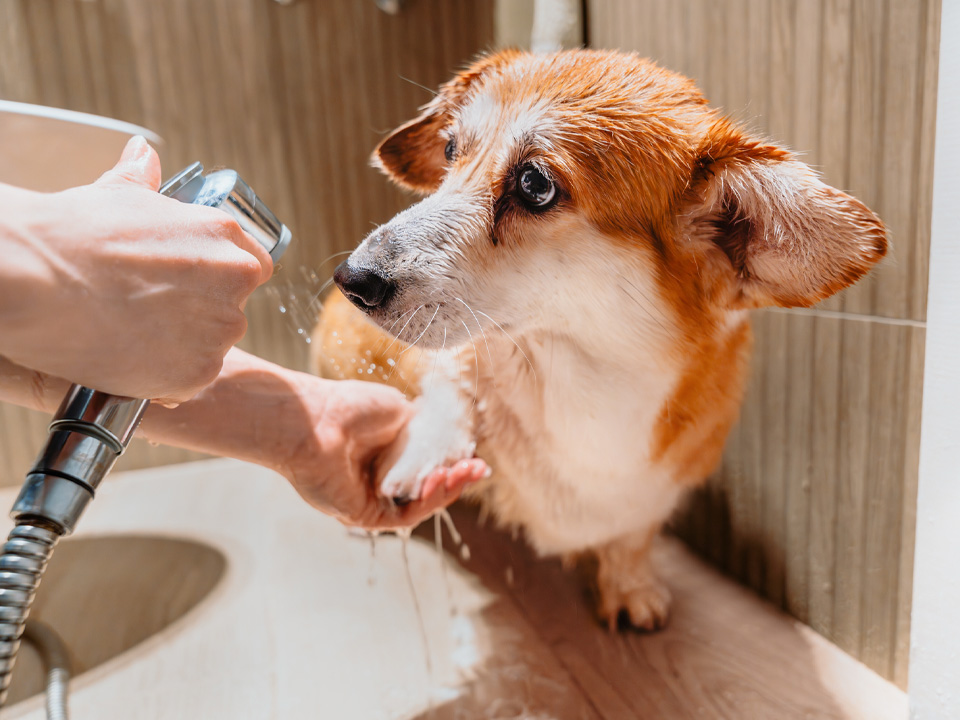 Фото: istockphoto.com/Evgeniya Moskova 