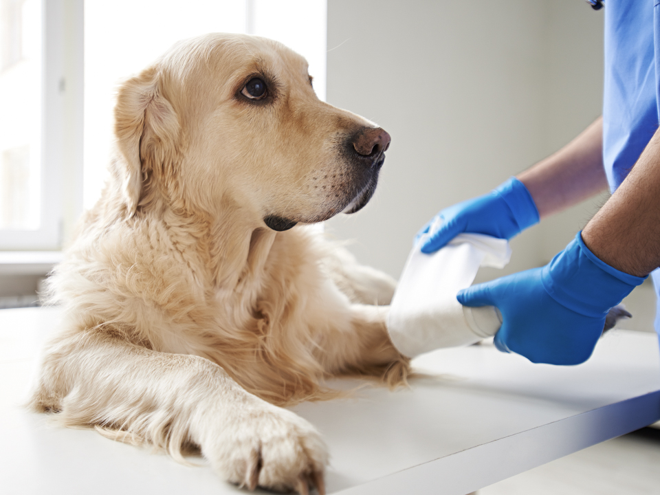 Фото: istockphoto.com/mediaphotos