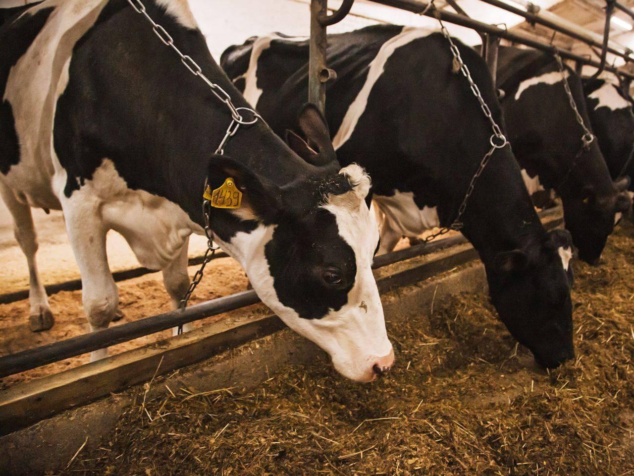 Фото: пресс-служба администрации Наро-Фоминского г.о.  