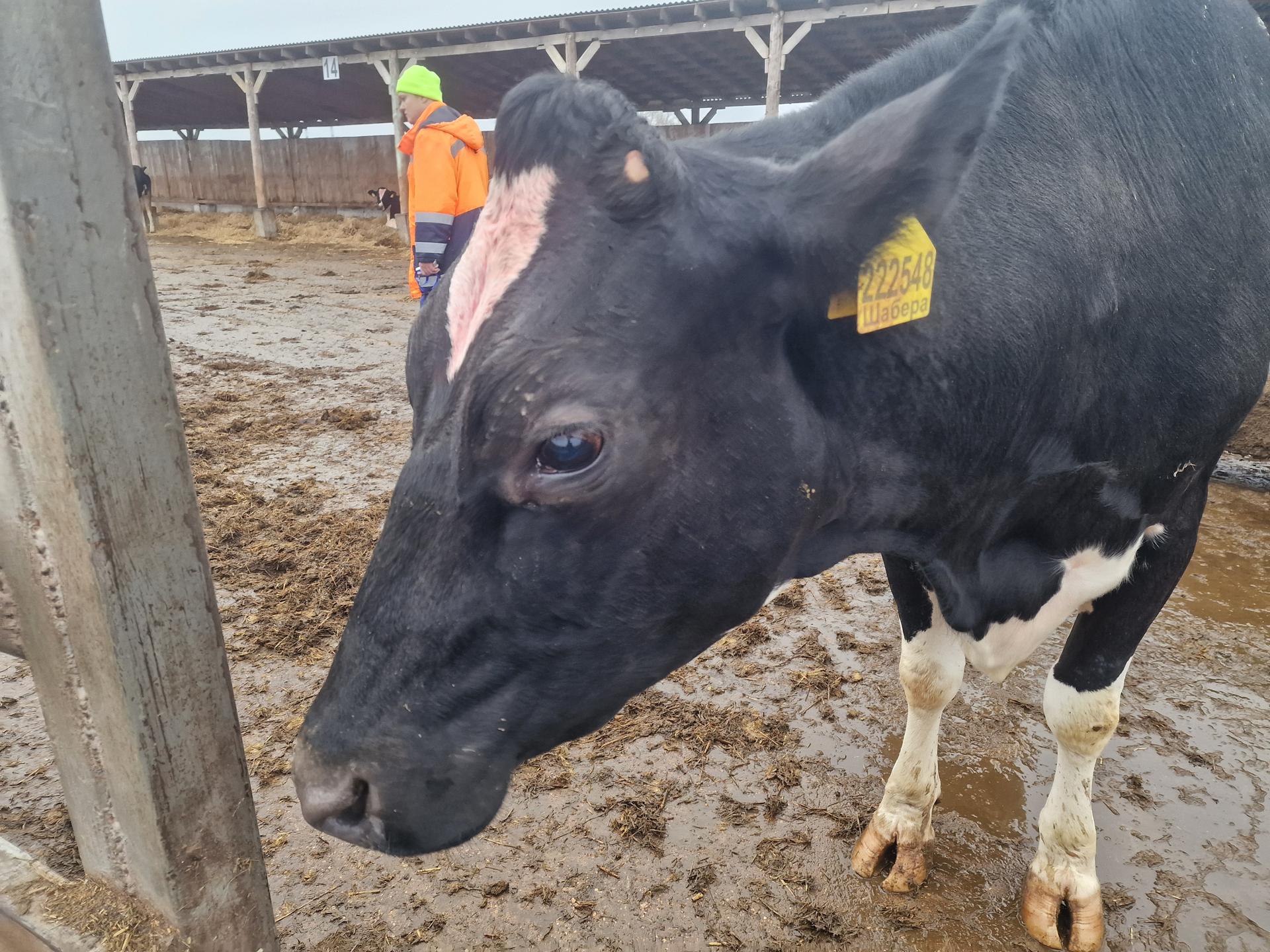 Фото: REGIONS/Ольга Шаронова