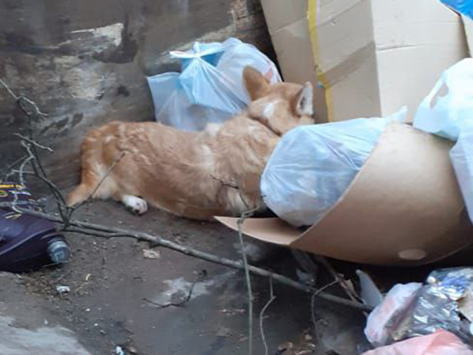 Фото предоставлено местной жительницей Ириной