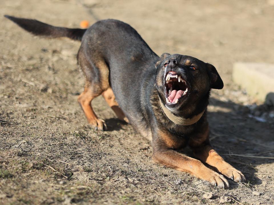 Фото: istockphoto.com/Docinets Vasil