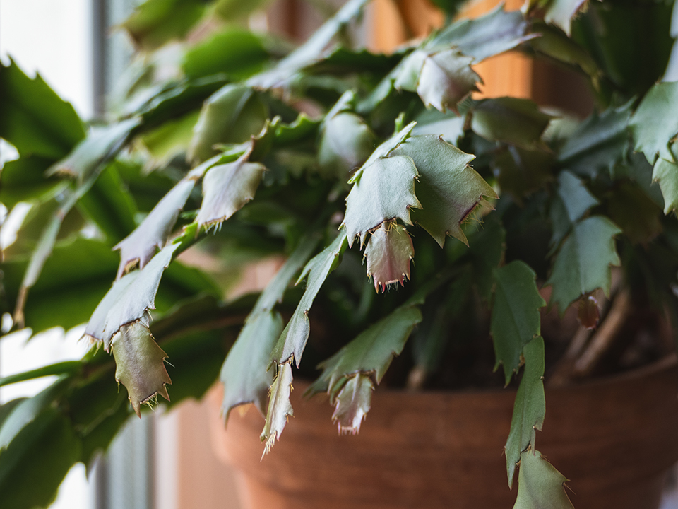 Фото: istockphoto.com/Nadya So