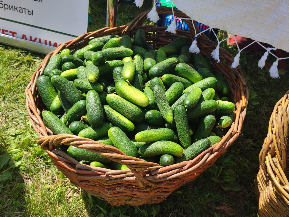 Фото: REGIONS/Елена Забелина