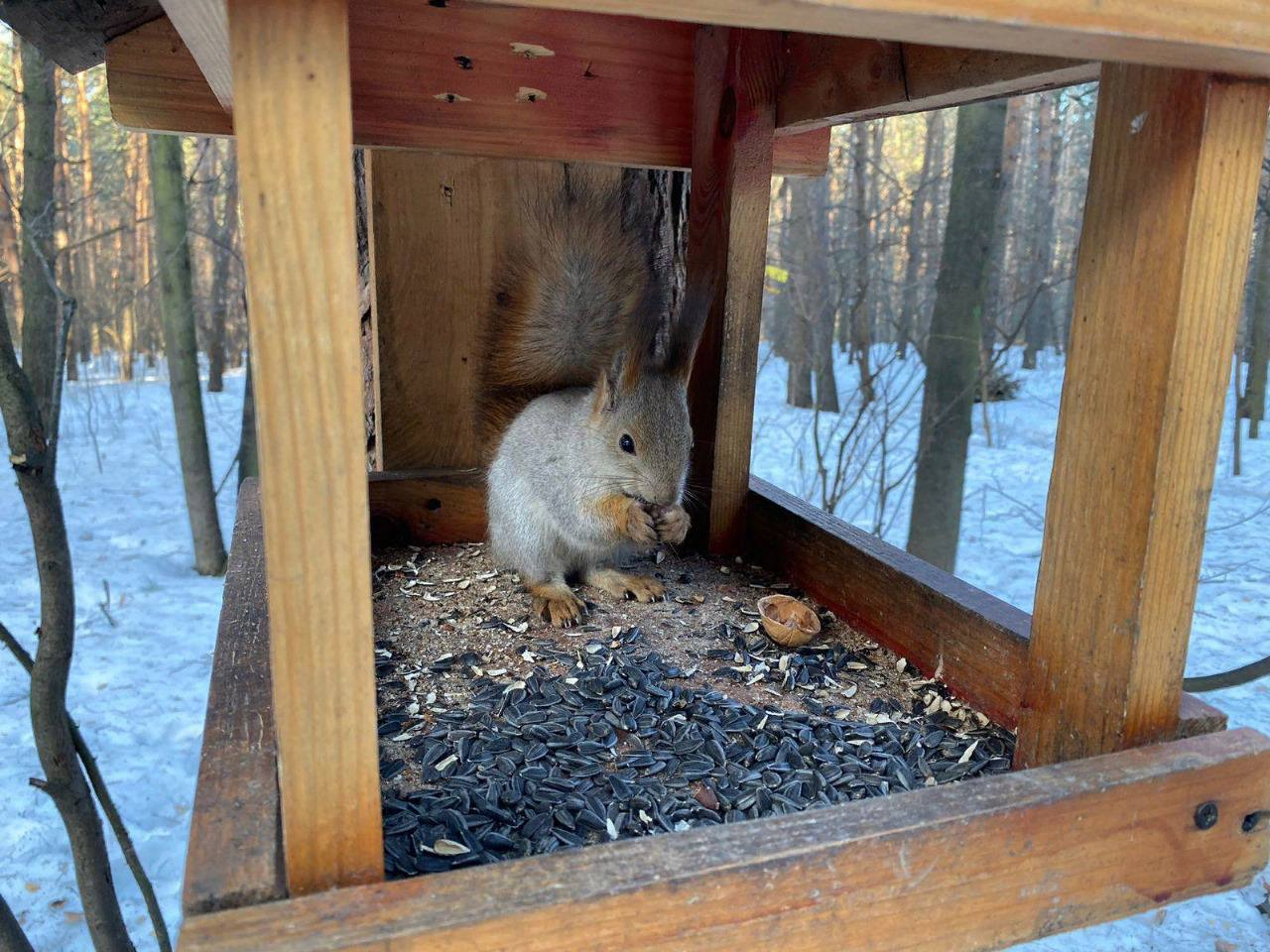 Фото: t.me/kuz_les