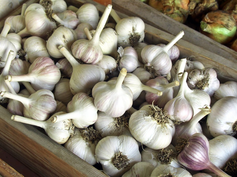 Фото: istockphoto.com/tanyss