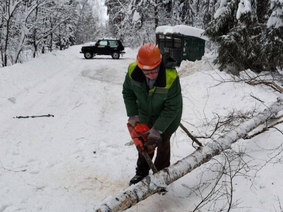 Фото: Комитет лесного хозяйства Московской области