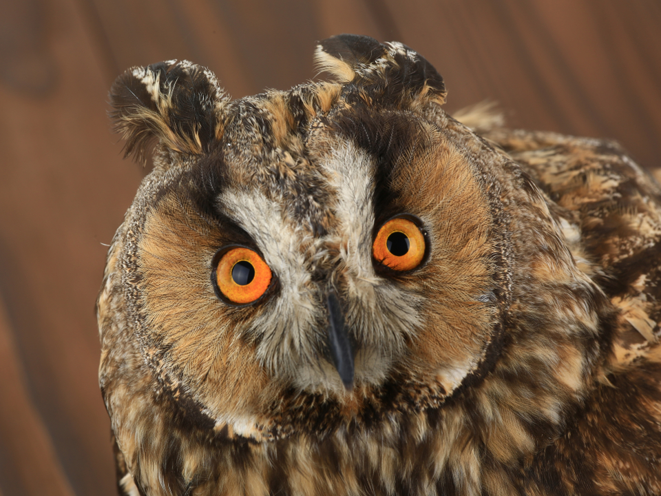 Фото: istockphoto.com/bazilfoto