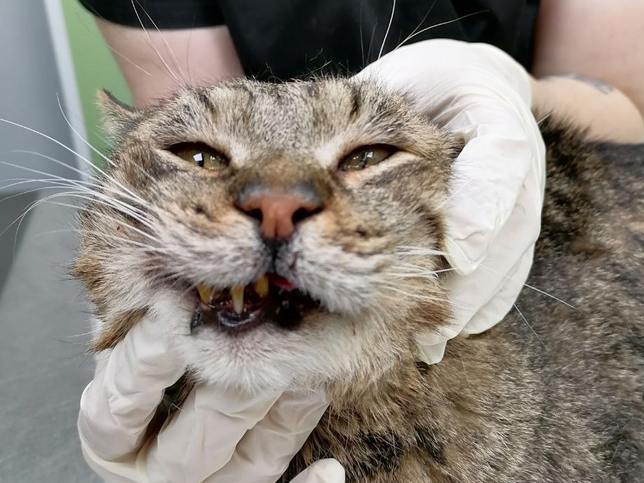 Фото: Натали М.