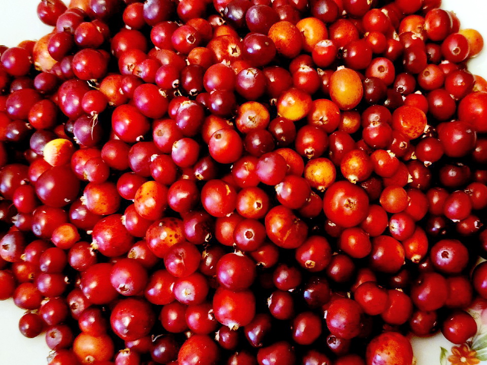 Фото: МедиаБанк Подмосковья/Михаил Мартыненко