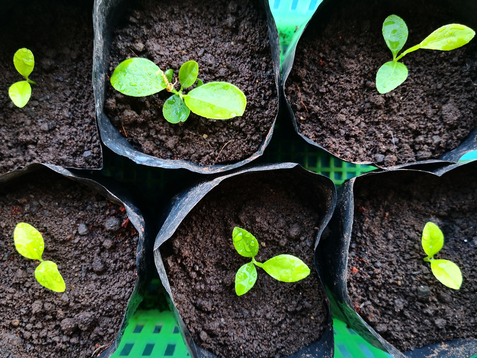 Фото: istockphoto.com/BoManurasda