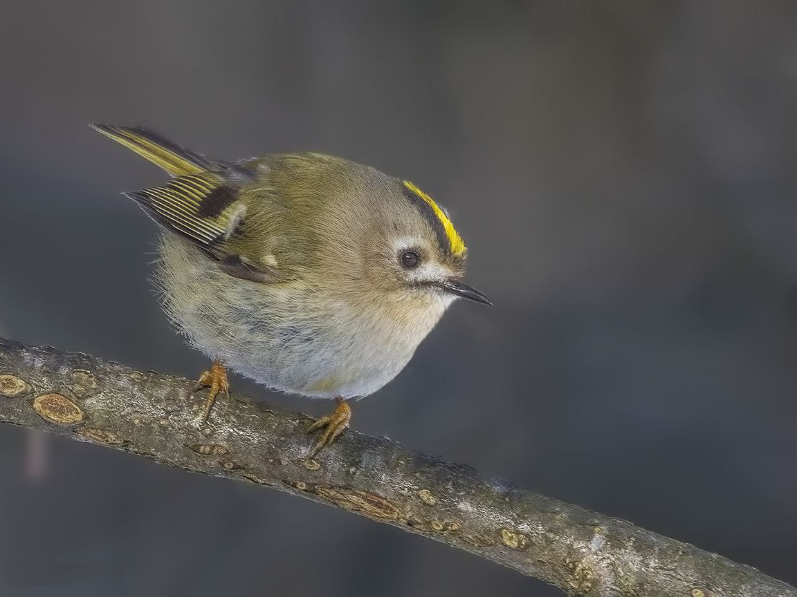 Фото: личный архив Елены Швыдун