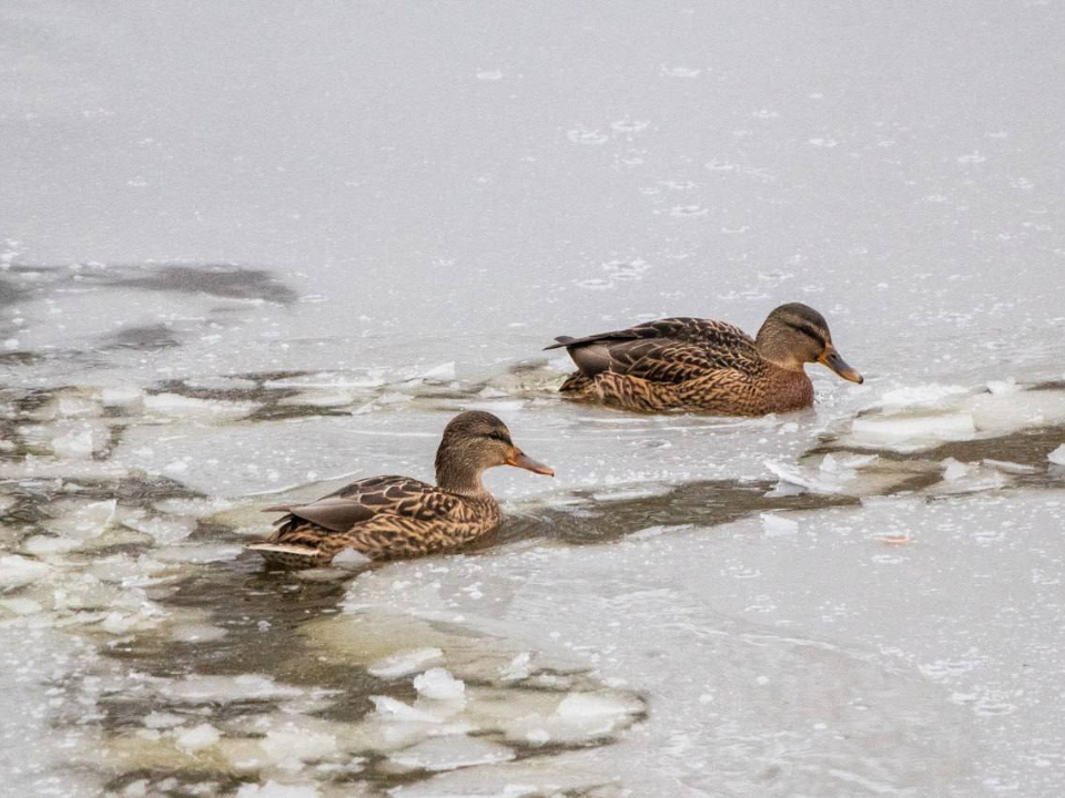Фото: Парки г.о. Домодедово