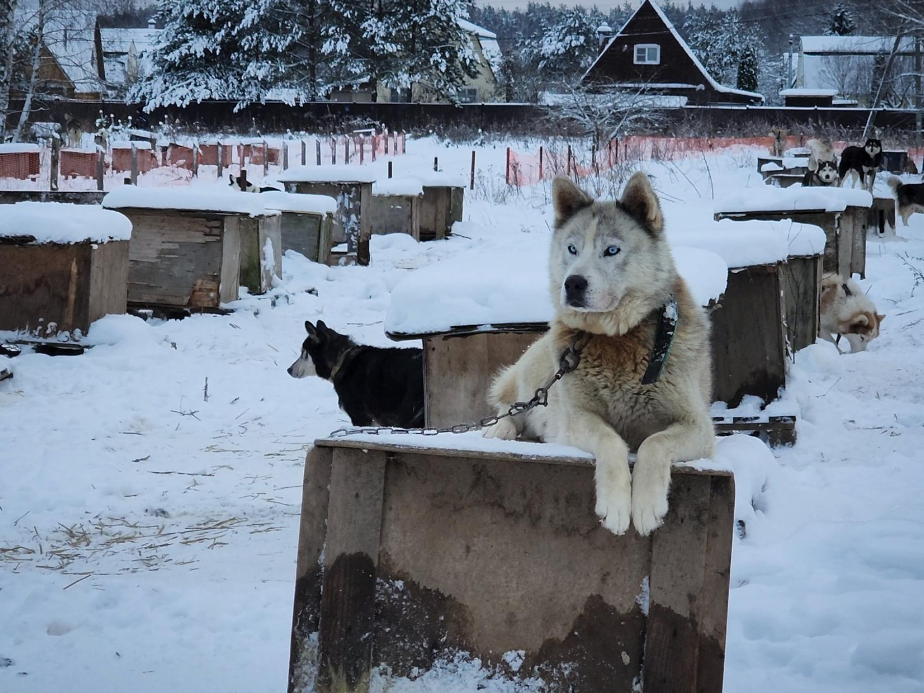 Фото: МедиаБанк Подмосковья/Ольга Антонова
