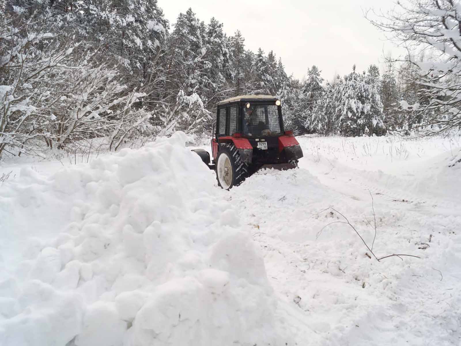 Фото: филиал «Русский лес» ГКУ МО «Мособллес»