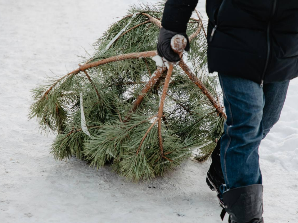 Фото: пресс-служба администрации г.о. Химки