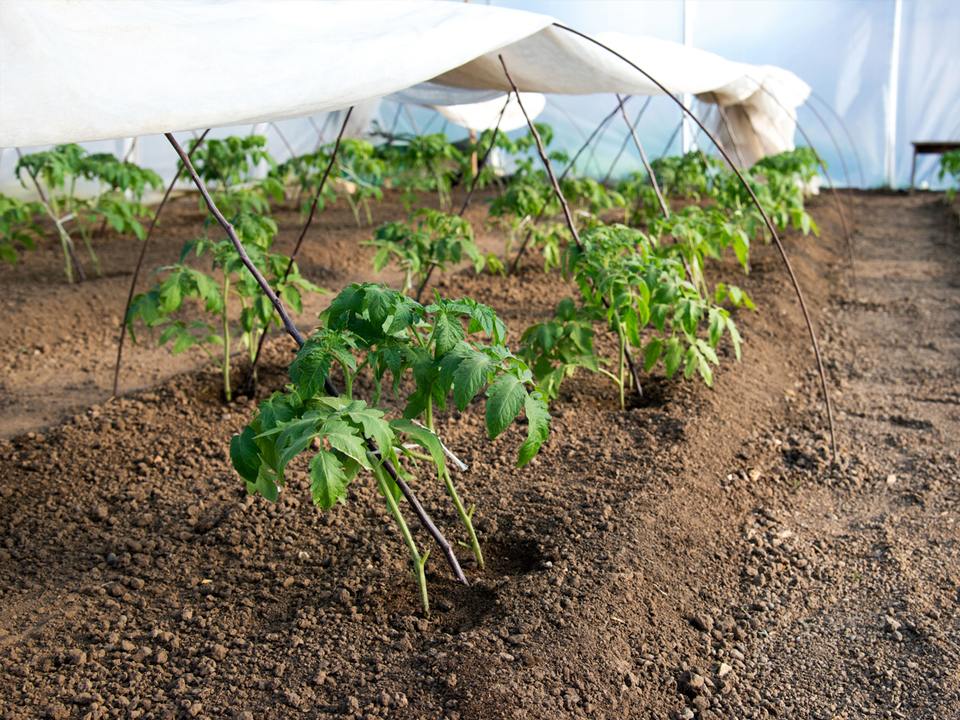   Фото: istockphoto.com/DiyanaDimitrova