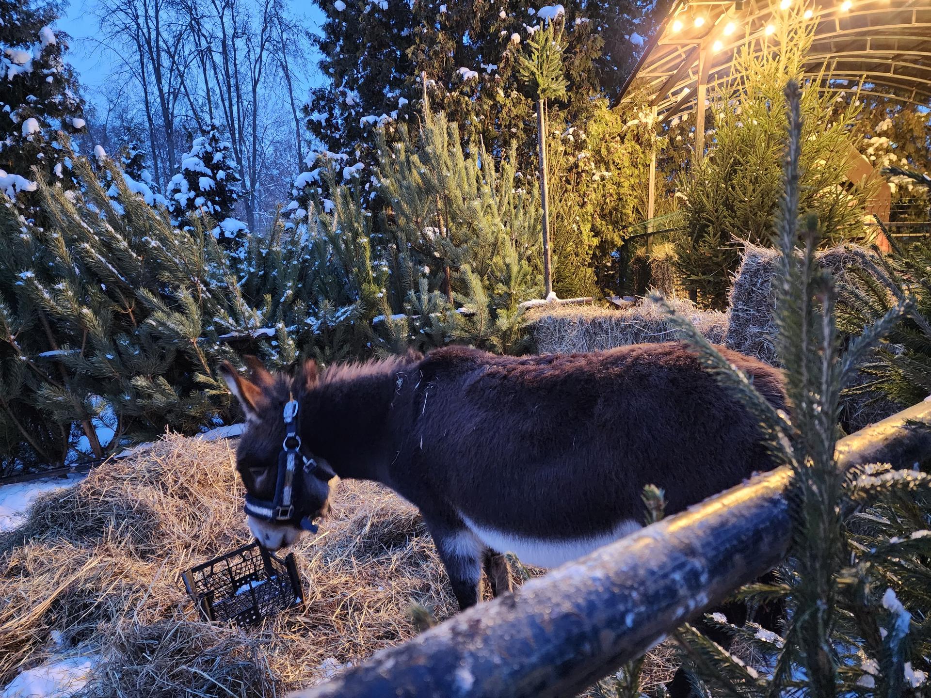 Фото: МедиаБанк Подмосковья/Ирина Моисеева