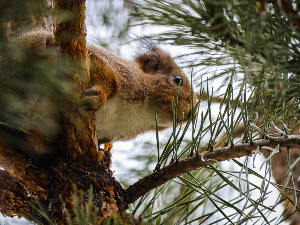 Фото: пресс-служба нацпарка «Лосиный остров»/Анна Ткачева