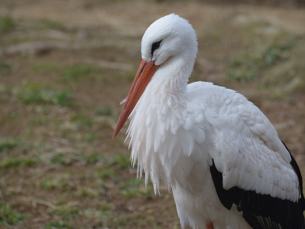 Мытищинцев просят посчитать гнезда белых аистов