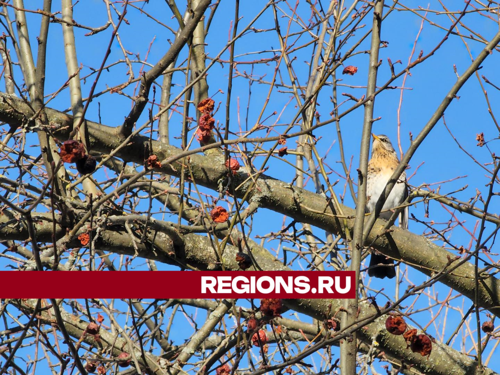 Прокат сапов, кафе и парк аттракционов: городские парки Дубны готовят к летнему периоду