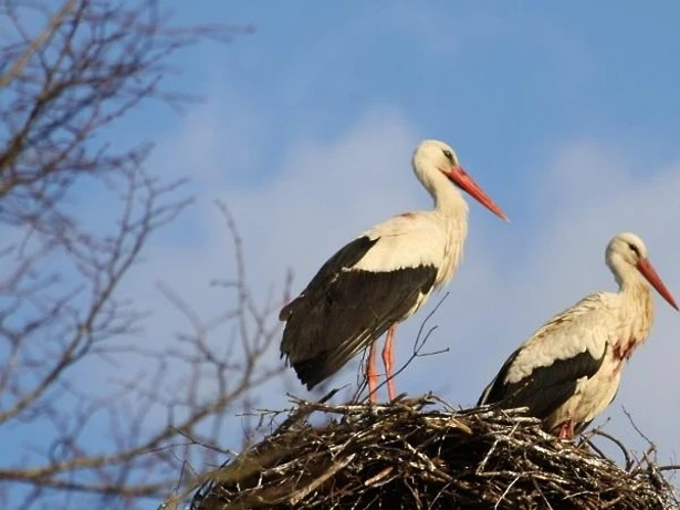Жители Ленинского округа могут принять участие в подсчете белых аистов