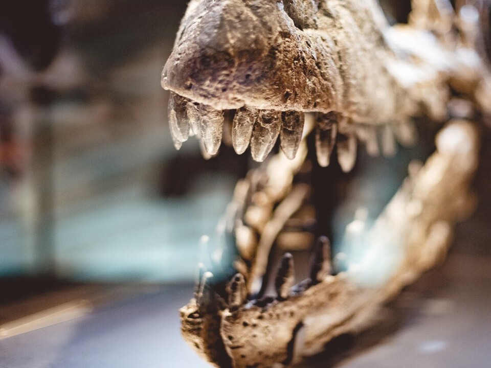 Зуб мамонта и позвонок ихтиозавра могут стать бездомными в Бронницах